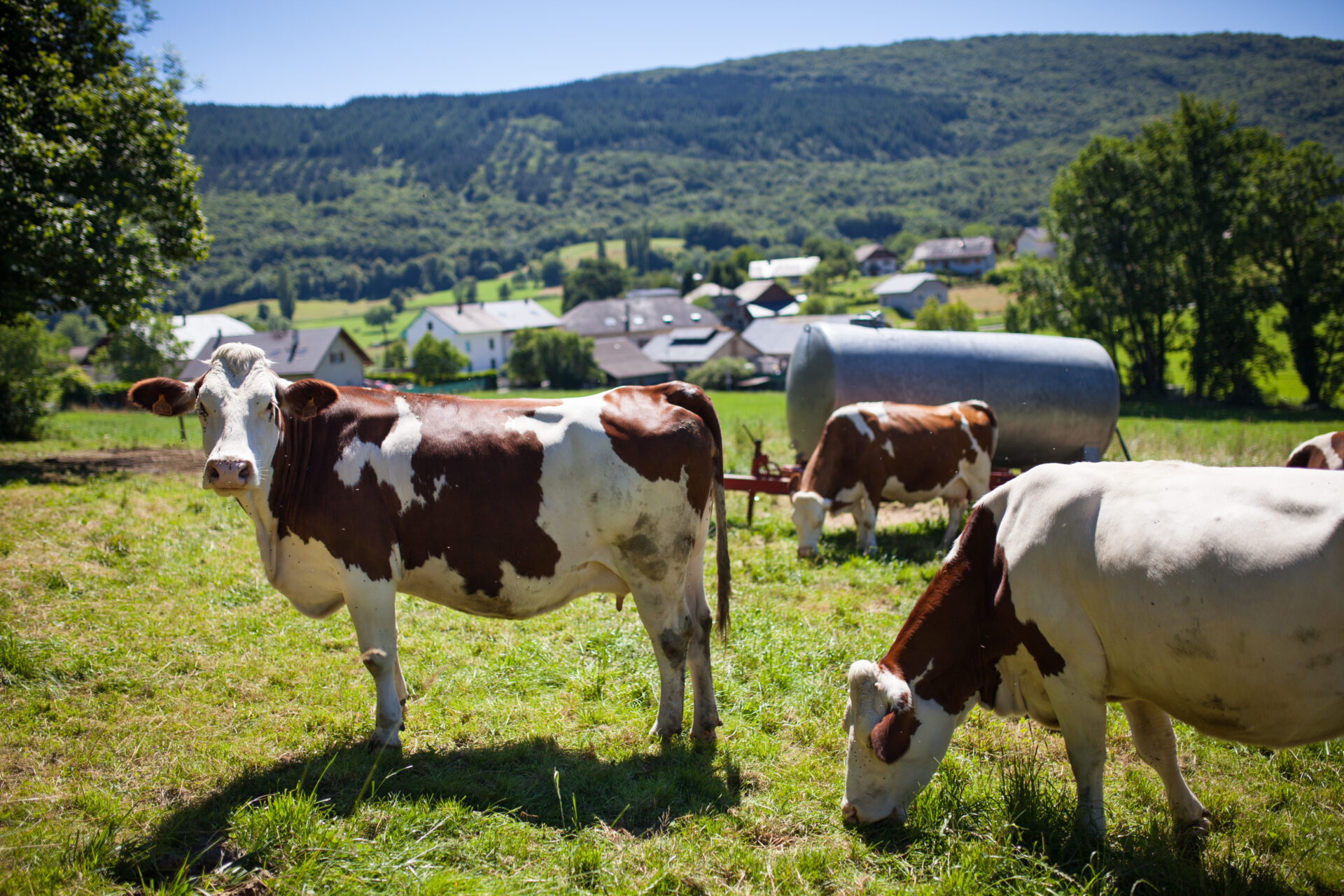 A herd of cows producing milk for Gruyere cheese in France in the spring
